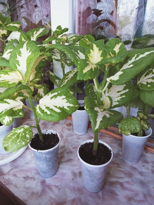 Продается рассада колеусов.