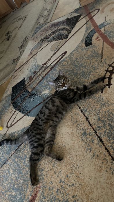 Кошечка в добрые руки