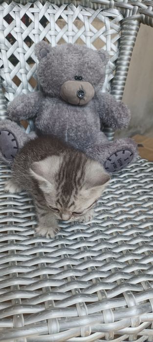 Продается  Кошка