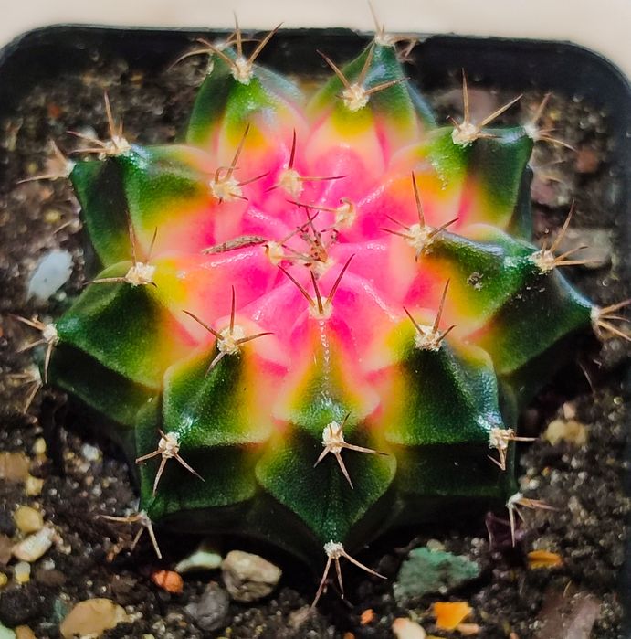 Вариегатные Кактусы