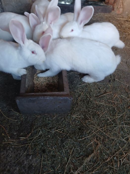 Vând iepure fluture german