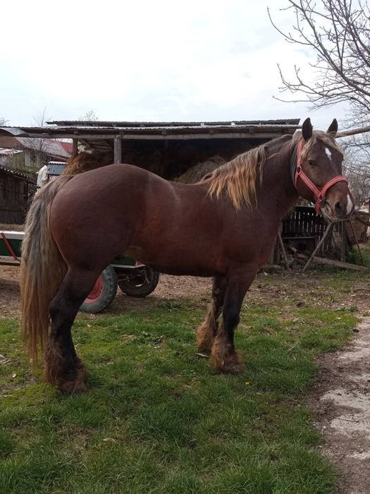 De vînzare harmăsar de 5 ani cu pașaport curat la picioare cuminte tot ce vrei la el