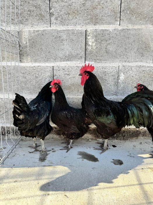 Ouă  proaspete de rasa pentru consum sau incubat