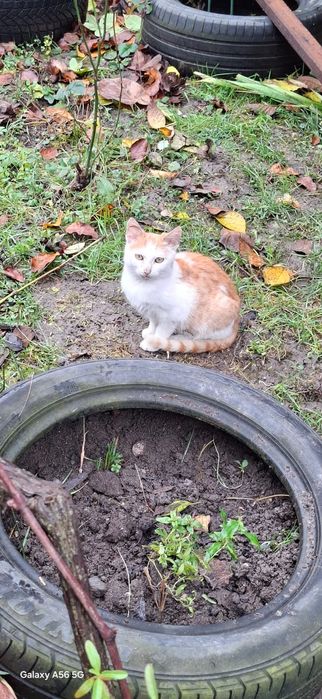 Adoptie  pisic 4 luni si pisica