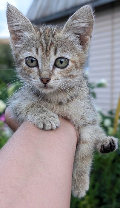 Котенок маленький