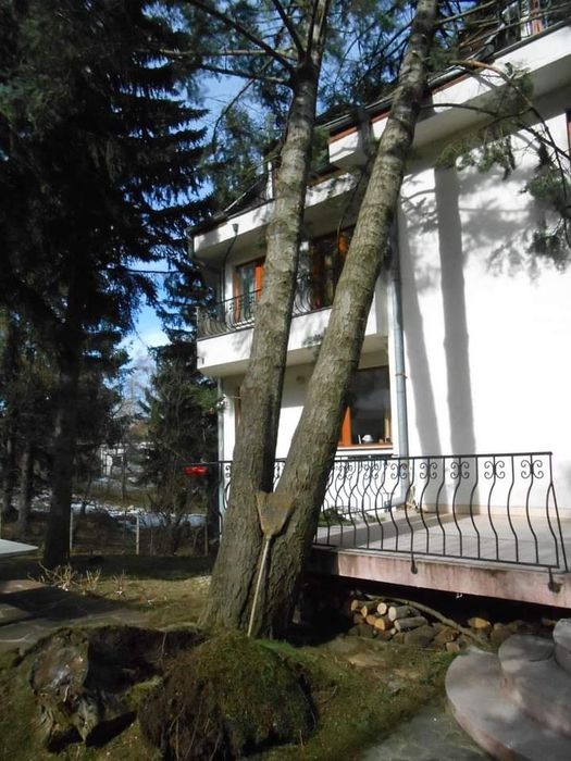 Професионално рязане на опасни дървета  .рязане на храсти и косене