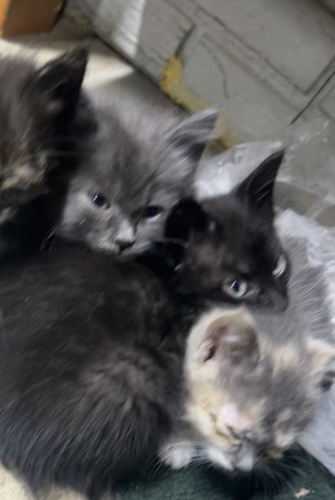 Котята бесплатно