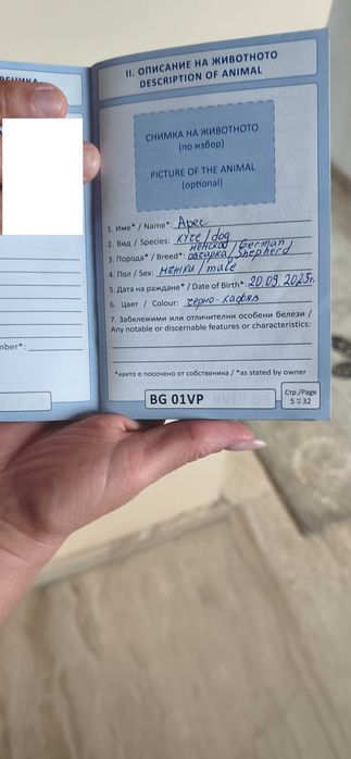 Продавам Мъжка немска овчарка с родословие на ена година