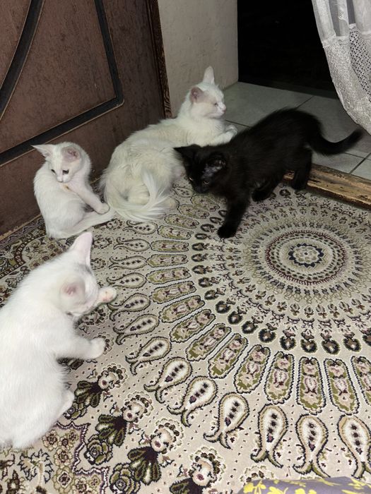Turetskiy angora va bolalari