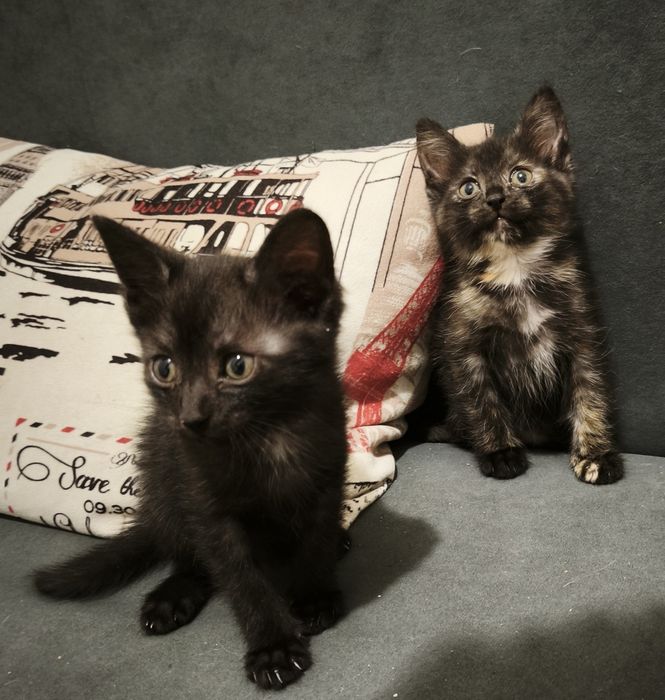 Отдам котят в добрые руки