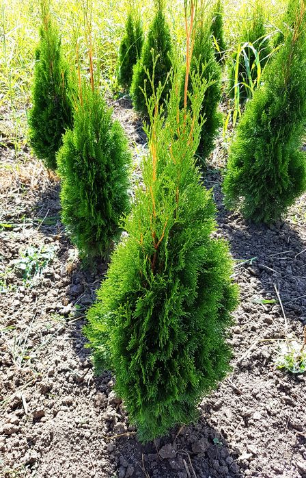 Tuia Smaragd 60-80 Cm si Leylandii pentru gard viu