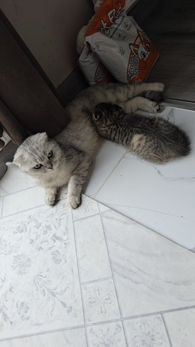 Шотландский табби шиншилла мальчик