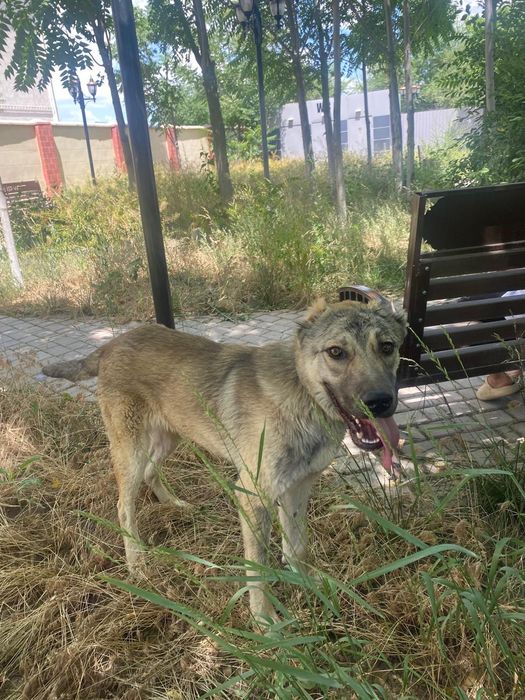 Алабай сатылады 20к