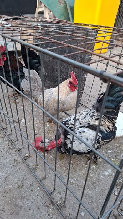 Perechi de gainusi pitici.