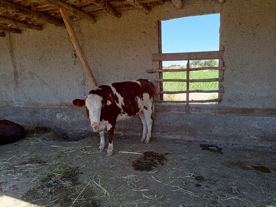 Гренфорд, сментал гунажинлар сотилади