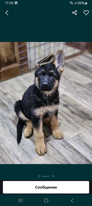 продаже щенки немецкой овчарки.