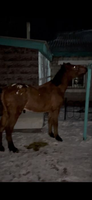 Тай 1.5жасар мінгі жорға