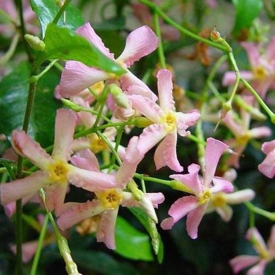 Жасмин 3-цвята (Вечнозелен)