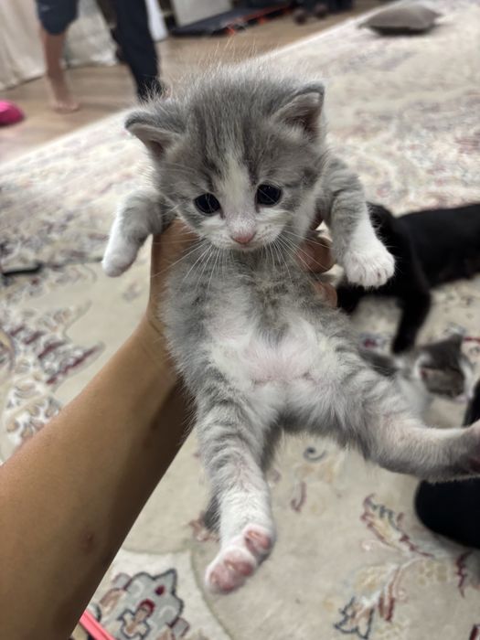 Отдам котят в добрые руки
