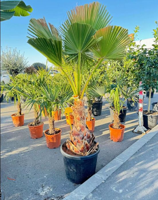 Plante ornamentale