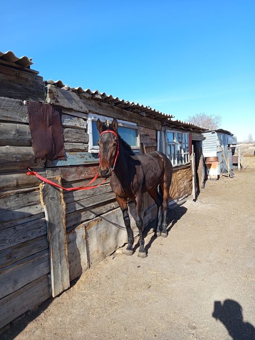 Кунан сатылады биік ірі