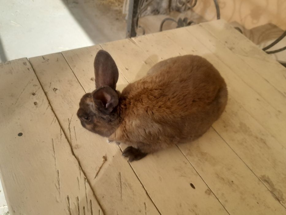 Quyon bolasi 3 oylik