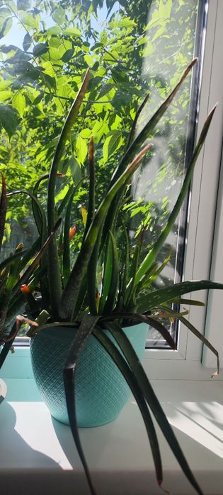 Алое сто летник  3 летник горшок 1000 тенге