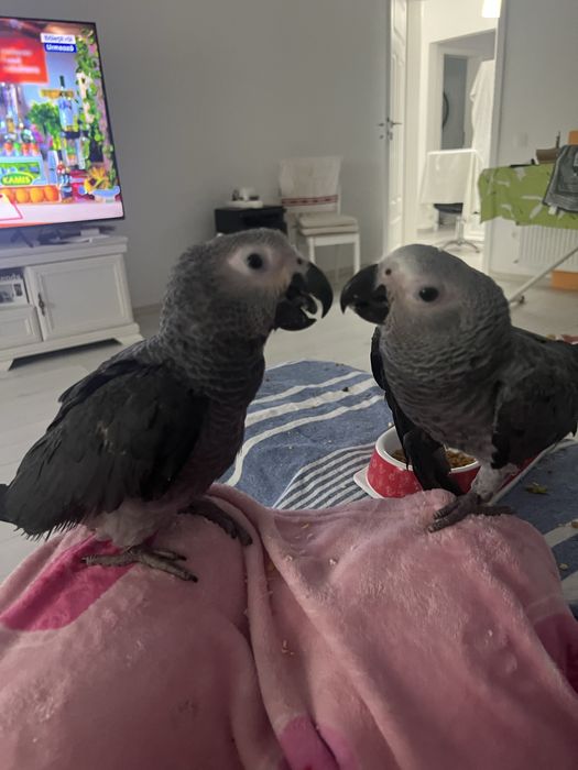 Vand pui Jako 3 luni.  Extrem de iubitor.