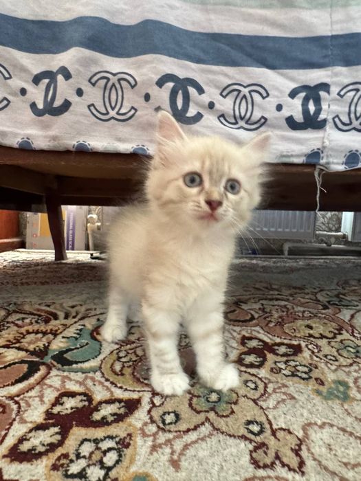 Hayland strayt 2 ta bolasi bor