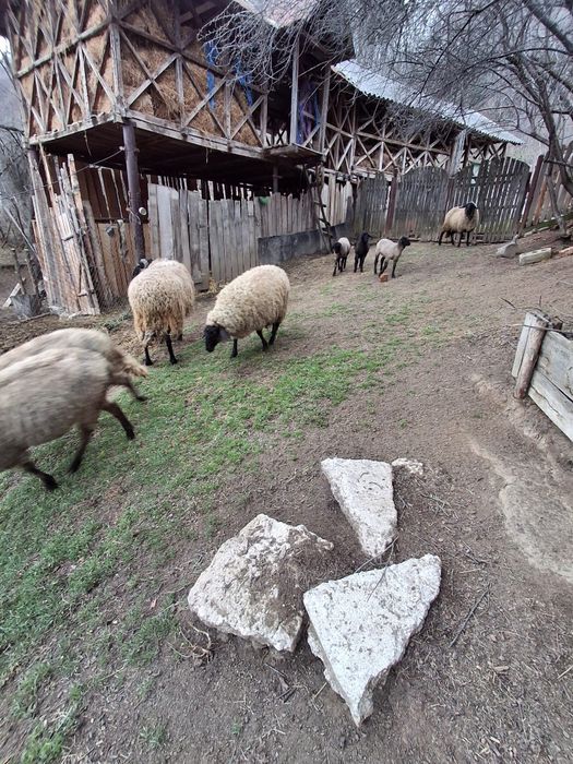 Vând oi carabase cu miei