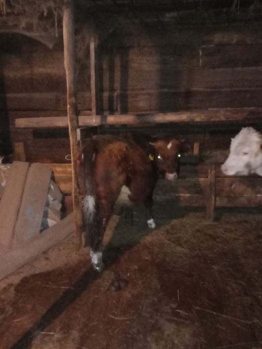 Семіз баспақтар сатылады