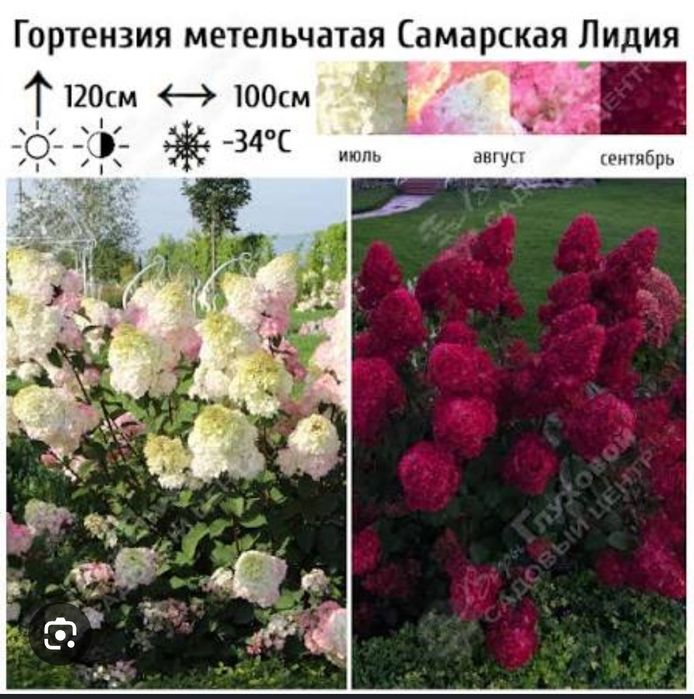 Гортензии саженцы