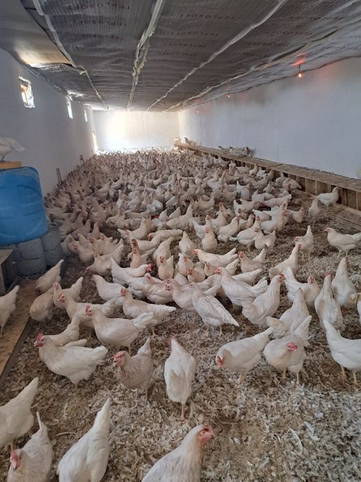 Куры Несушка Коралл