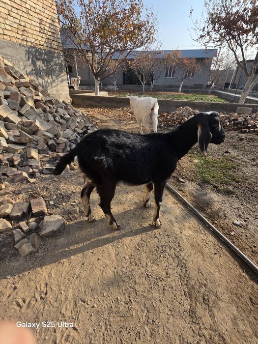 Қара лақ сатылады