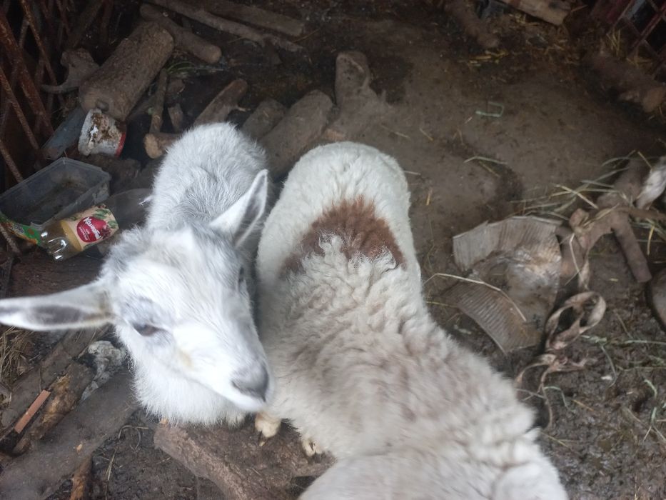 Продам козу с козленком