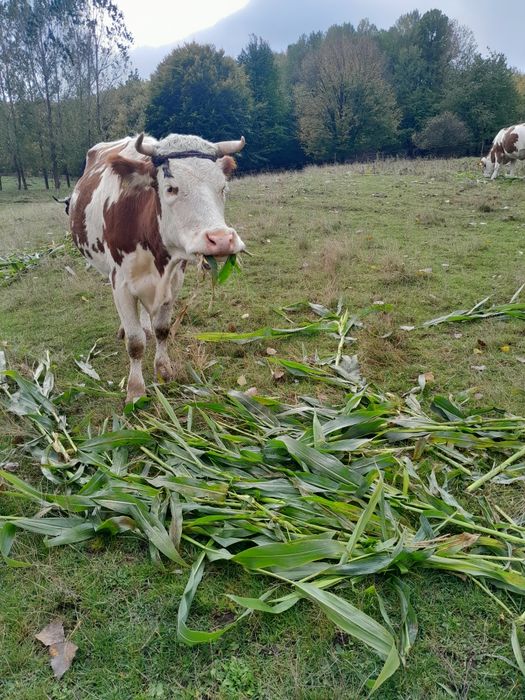 Vaca disponibila