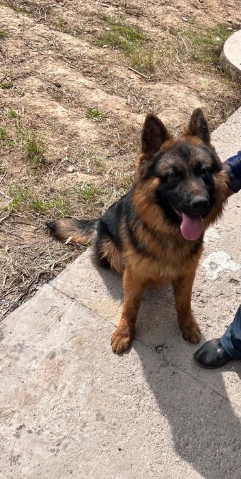 Щенок немецкой овчарки