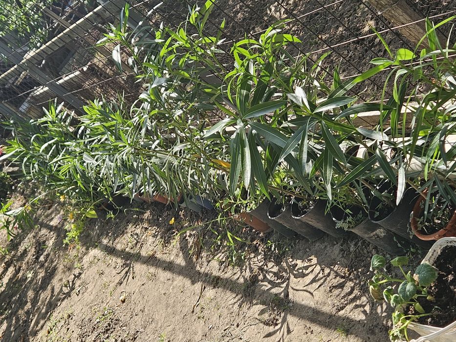 Vând leandri de culoare roz și roșu simpli