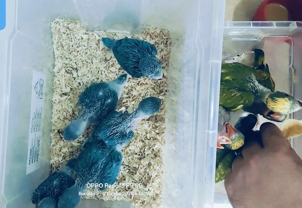 Vând  Micul Alexander blând la seringă