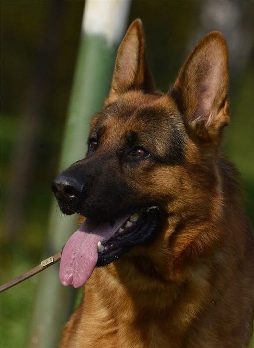 Кабель немецкой овчарки, вязка