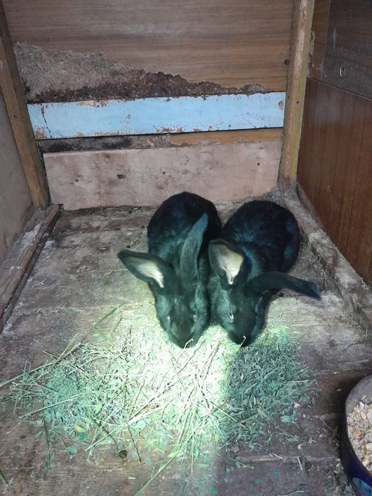 Продам кроликов, два самца.Строкачи