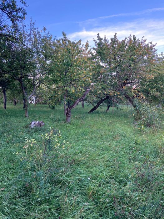 Casă cu grădină și pomi fructiferi - teren 2401 mp - loc. Moldovenești