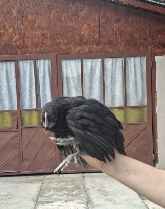 Puii australorp de 2/3/4 si 5+1