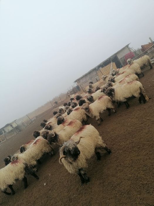 Se vând 50 bucăți