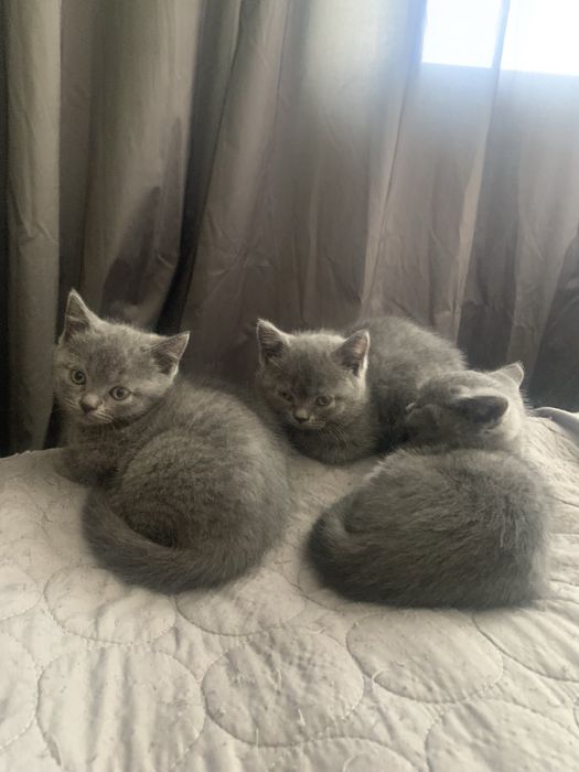 Британски късокосмести котета