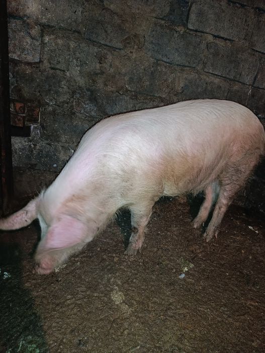 Продам свинью. .
