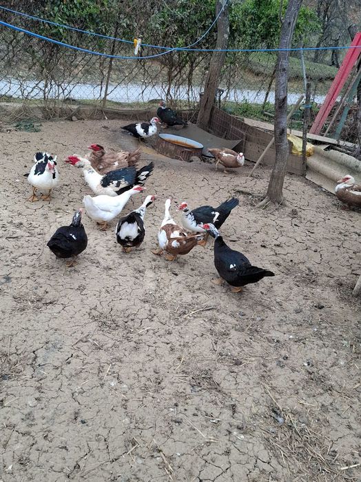 Rate mute de vânzare