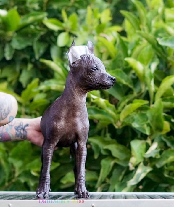 Xolo mini/xoloitzcuintli mini/mexican fara par cu pedigree - baietel