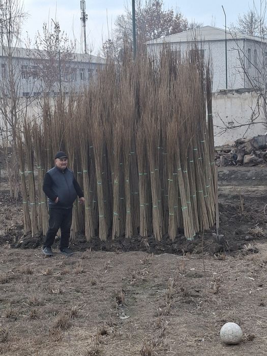 Терак кучатлари ишончли