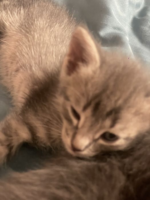 котята бесплатно девочки